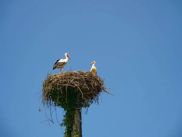 Schöne Aufnahme einer jungen Storchenfamilie, die einen sonnigen Frühlingstag in ihrem Nest verbringt — Stockfoto