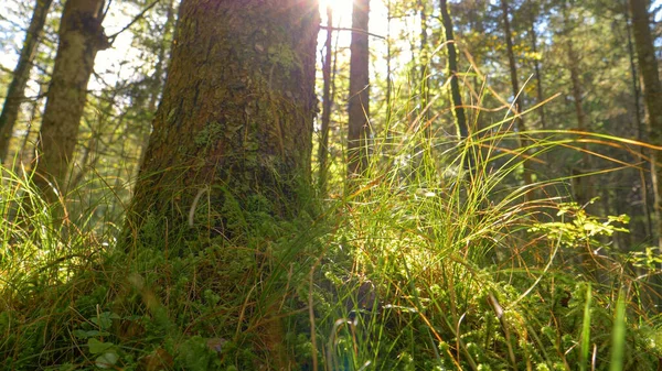 LENS FLARE: Solstrålar kikar genom trädkronorna och lyser på skogsgolvet. — Stockfoto