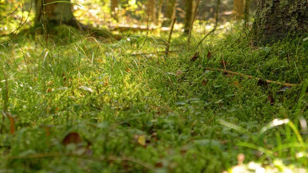 CLOSE UP, DOF: Varmt höstsolljus lyser upp det våta och mossiga skogsgolvet. — Stockfoto