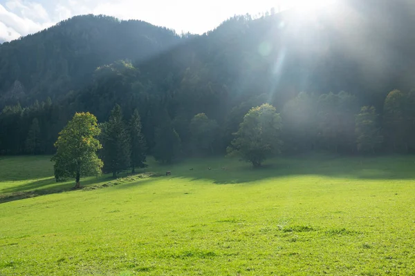 Οι καλοκαιρινές ηλιαχτίδες λάμπουν σε ένα λιβάδι και οι αγελάδες βόσκουν στη σκιά.. — Φωτογραφία Αρχείου