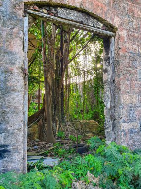 CLOSE UP Penceresi terk edilmiş bir fabrikanın yemyeşil iç manzarasını sunar