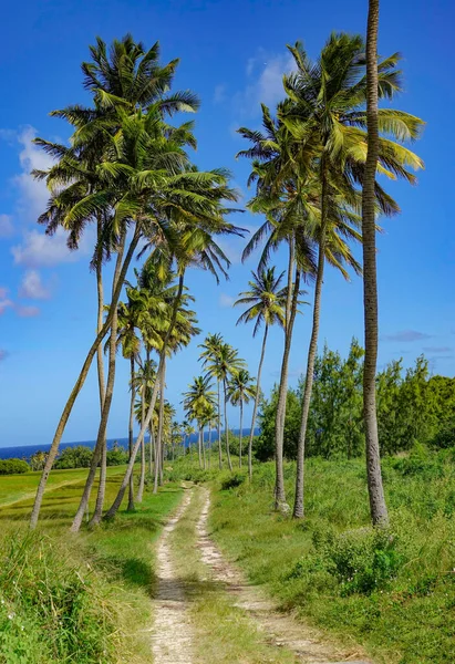VERTICAL: Lege trail loopt onder de torenhoge palmbomen en richting de oceaan. — Stockfoto