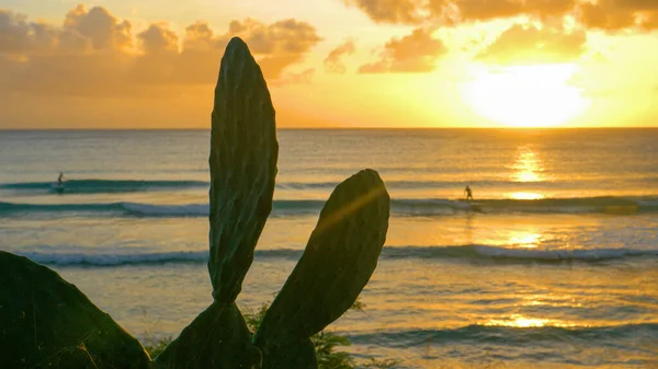 CHIUSURA: Scena di un cactus e surfista che cavalcano un'onda sullo sfondo — Foto Stock