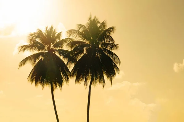 Ближе, SILHOUETTE: Two towering palm trees soar into the golden evening sky. — стоковое фото