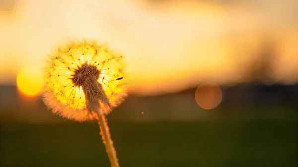 MACRO Puszyste białe nasiona mniszka trzymają się łodygi, gdy wiatr wieje o zachodzie słońca. — Zdjęcie stockowe