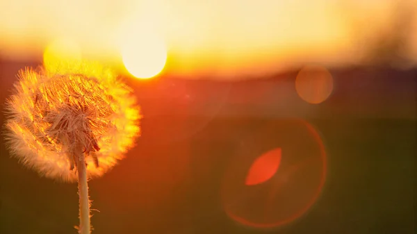 MACRO: Sunset shines on dandelion before getting its seeds swept off by breeze. — Stock Photo, Image