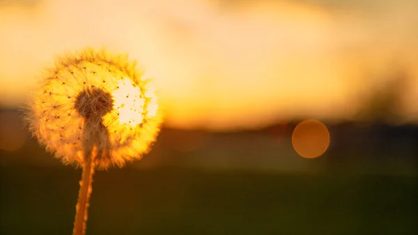 MACRO: La puesta de sol dorada del verano ilumina un bulbo de diente de león lleno de semillas blancas. — Foto de Stock