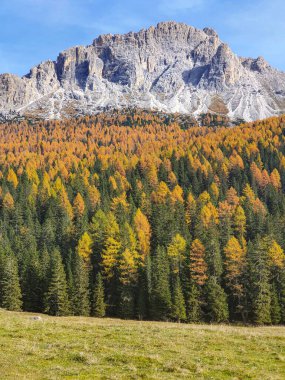 Manzaralı ormanın üzerindeki Dolomites kulelerindeki Rocky dağı yaprakları döndürüyor..