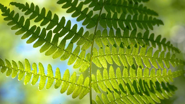 MACRO: Detaljerad närbild av vackra ormbunksblad belysta av solstrålar. — Stockfoto
