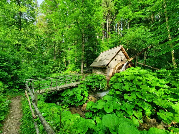 Empty hiking trail leads through lush woods and towards an abandoned mill. — 图库照片