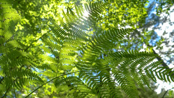 FECHAR-SE: Raios de sol brilhantes brilham em uma bela samambaia balançando na brisa. — Fotografia de Stock