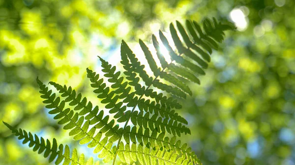 MACRO: Strahlende Sonnenstrahlen scheinen auf eine Farnpflanze, die sich tief im dichten Wald wiegt — Stockfoto