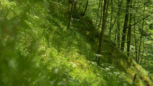 CLOSE UP: Mossa och gräs täcka marken för en lugn skog i Slovenien. — Stockfoto