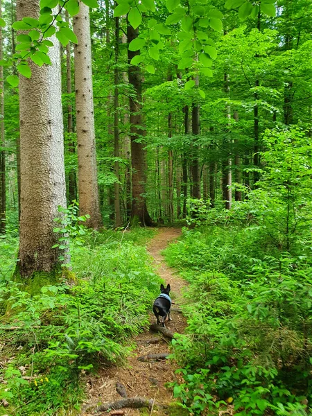 VERTIKAI: Kis miniatűr Pinscher kutya sétál végig az üres túraútvonalon. — Stock Fotó