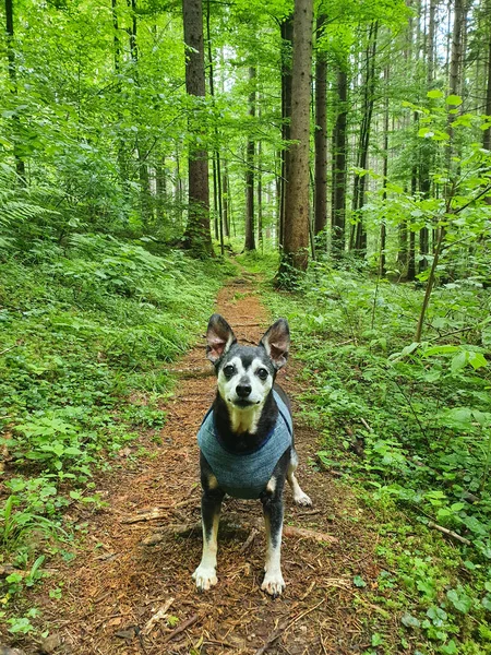 CHIUSURA: Cucciolo che indossa una giacca si ferma mentre esplora i rigogliosi boschi verdi. — Foto Stock
