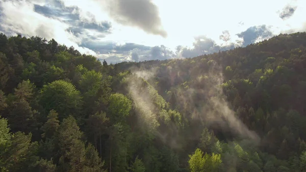 AEREO: Nebbia sorge dalla foresta verde scuro in Slovenia dopo la pioggia estiva. — Foto Stock