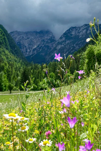 ВІРТІЧНІ: квітучі квіти в центрі поля в долині Логар. — стокове фото