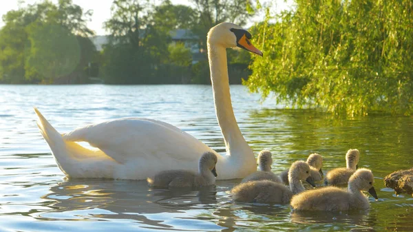 FECHAR UP: Branco elegante é cisne cuidando de sua prole jogando na lagoa. — Fotografia de Stock