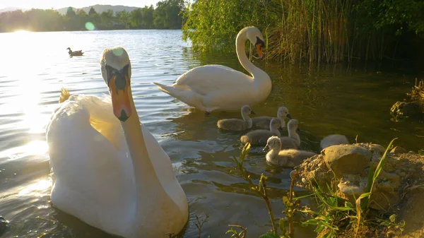 LENS FLARE: Raios de sol dourados à noite brilham em uma família de cisnes alimentando-se no lago. — Fotografia de Stock