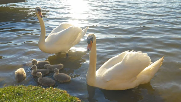 Koçan ve kalem çimenli göl kıyısında yüzen yavrularını korur.. — Stok fotoğraf