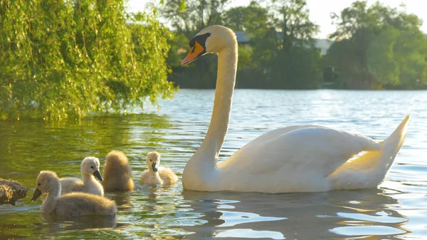 FECHAR UP: Cisne bonito olhando em torno do lago como seus bebês nadam em água turva. — Fotografia de Stock