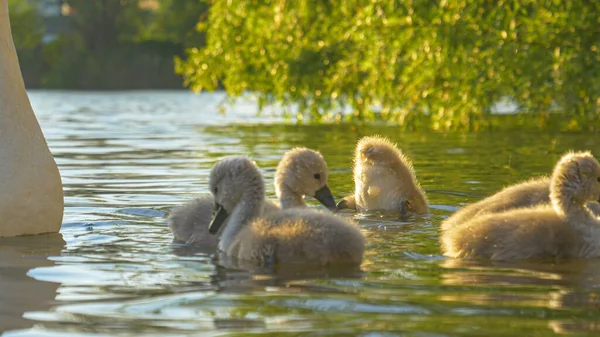 FECHAR UP: Cisne peludo bonitinho bebês se alimentam perto de sua mãe branca elegante. — Fotografia de Stock