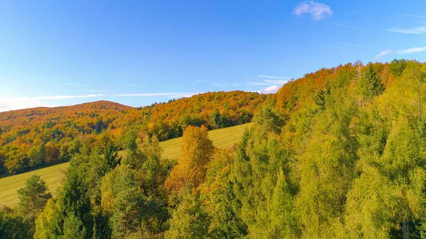 AERIAL: Der Flug über den üppigen Wald in Kranjska Gora offenbart eine große, leere Weide — Stockfoto