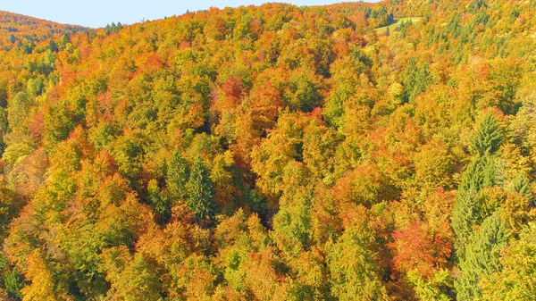 AERIAL: Drone espetacular tiro de árvores coloridas mudando folhas no outono. — Fotografia de Stock