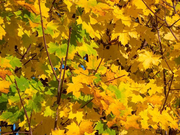 FECHAR-se: Tiro detalhado de um dossel de árvore caduca deslumbrante mudando as cores. — Fotografia de Stock