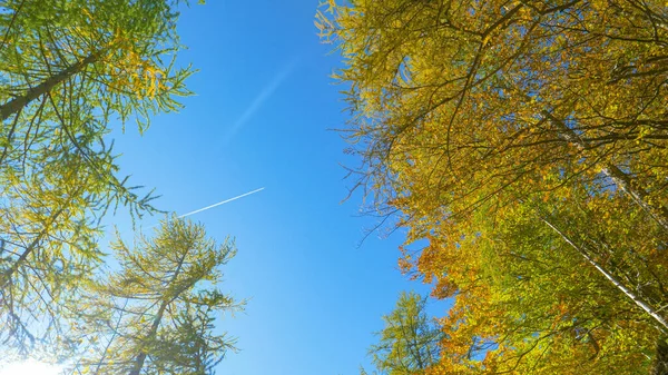 BOTTOM UP: Vista idílica de uma floresta decídua virando folhas em um dia ensolarado de outono — Fotografia de Stock