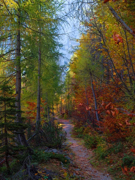 VERTICAL : Un sentier de randonnée vierge traverse une belle forêt colorée d'automne. — Photo