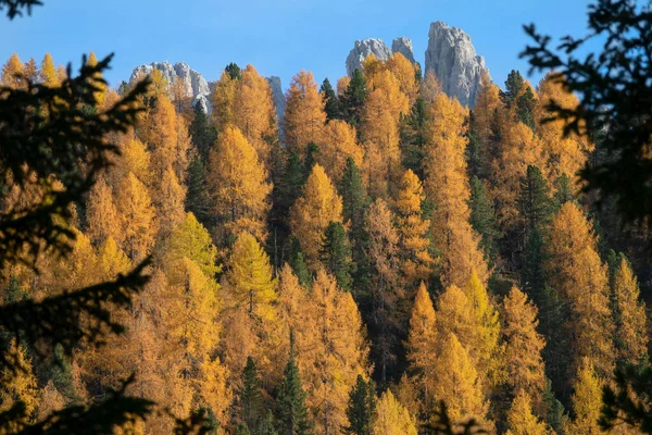 AERIAL: Flyger mot steniga toppar som reser sig över höstens färgade skogar. — Stockfoto