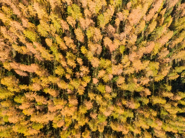 TOP DOWN: Voando sobre as florestas vibrantes que cobrem o vale sob Dolomitas — Fotografia de Stock