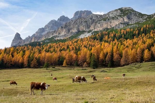 Коровы пасутся на пустом лугу, ведущем к цветному осеннему лесу в Доломитовых Альпах.. — стоковое фото