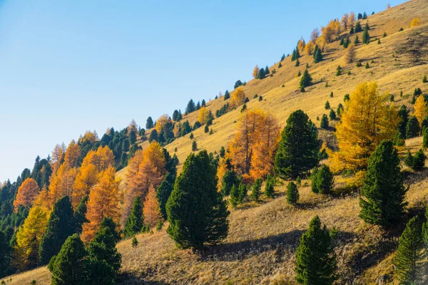 AERIELL Oräkneliga träd som byter blad på hösten är utspridda över en brant kulle — Stockfoto