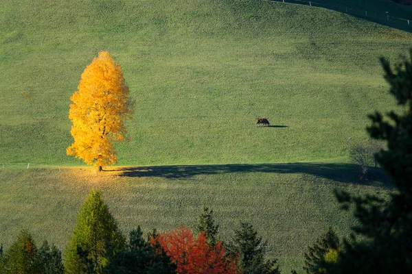 AERIAL: Vaca castanha solitária pastoreia perto de uma bela árvore amarela derramando suas folhas — Fotografia de Stock