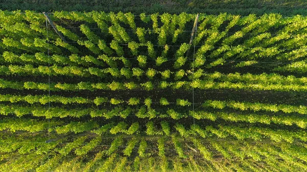 TOP DOWN: Flying över en plantage full av humleväxter klättra långa strängar. — Stockfoto