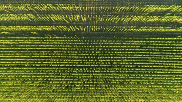 TOP DOWN : Voler au-dessus d'une plantation pleine de plants de houblon grimpant sur de longues cordes. — Photo