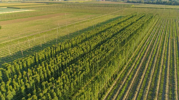 DRONE: Flying ovanför långa rader av humle som växer i den varma sommarsolen. — Stockfoto