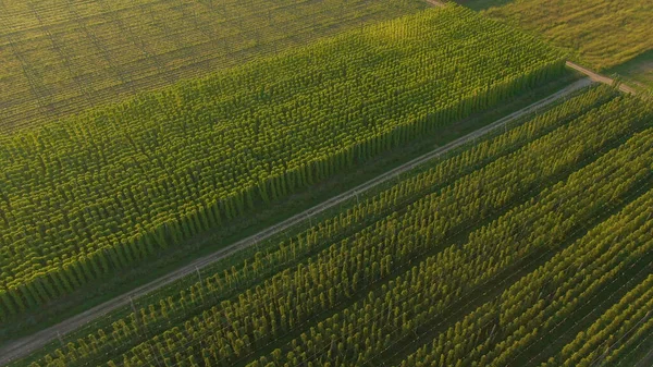 AERIAL: Pusta droga biegnie przez plantację chmielu oświetloną złotym słońcem — Zdjęcie stockowe