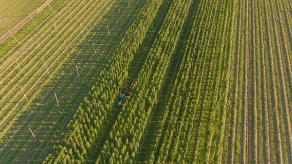 DRONE: Beer brewers ride in the back of a tractor and harvest crops on sunny day — Stock Photo, Image