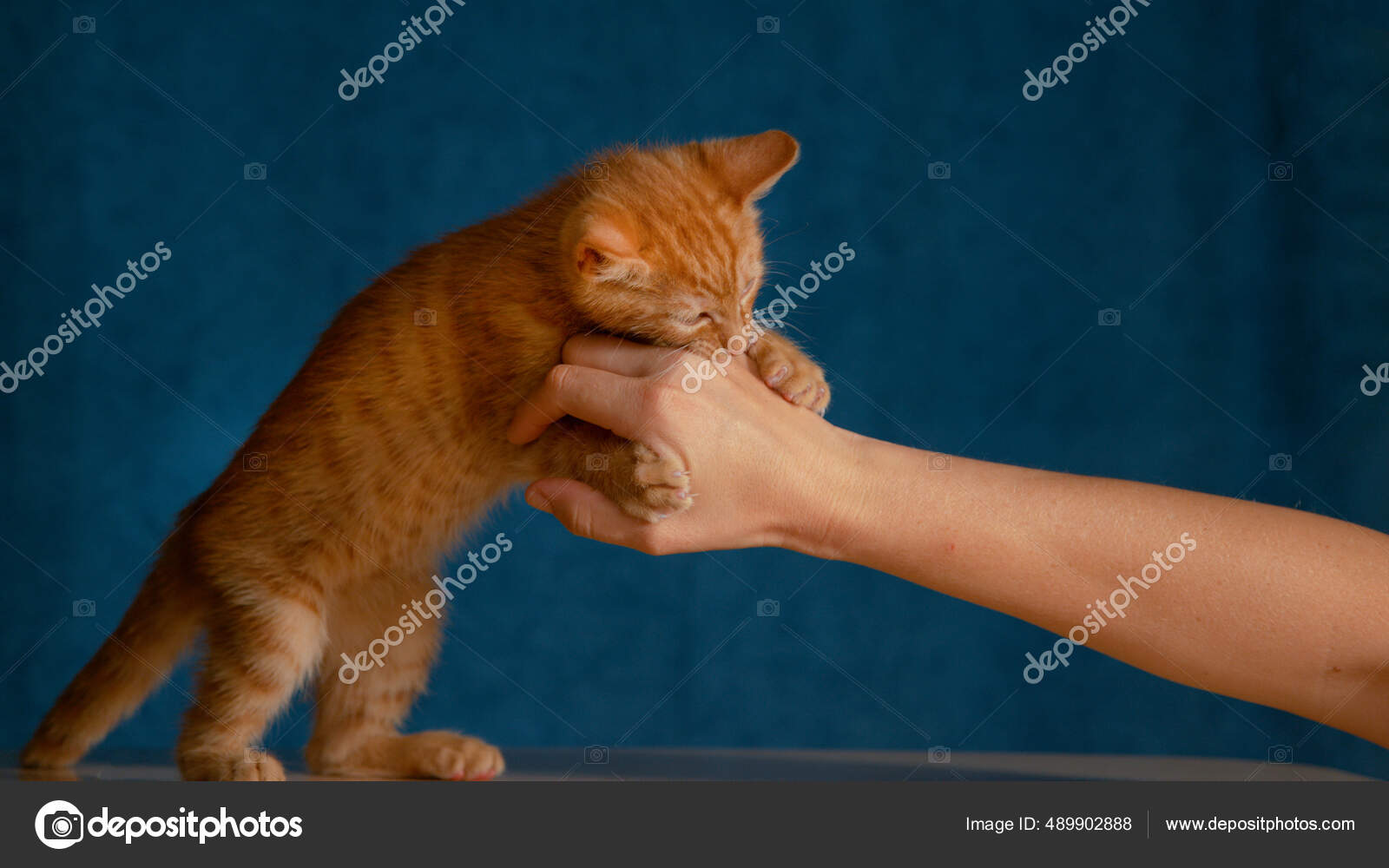 Fermer Bebe Chat Mignon Saisit Sa Main De Proprietaire Avec De Petites Griffes Pointues Et Mord Image Libre De Droit Par Prostock C Fermer Bebe Chat Mignon Saisit Sa Main De Proprietaire Avec De Petites Griffes Pointues Et Mord Image Libre De Droit Par Prostock C