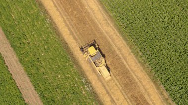 Güneşli bir yaz gününde, olgunlaşmış altın renkli tahılları büyük hasatlar kombine eder..