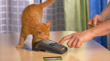 Kitty satın almayı tamamlamak için ödeme terminalini kullanırken sahibinin dikkatini dağıtır