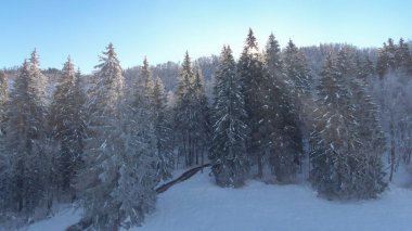 Altın kış güneşi uzak bir çam ormanında parlıyor..
