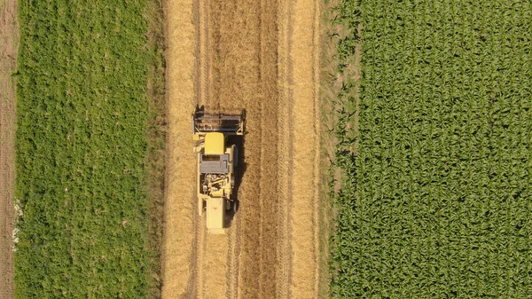 TOP DOWN: Volare sopra una mietitrice pettinando un campo e raccogliendo grano maturo. — Foto Stock