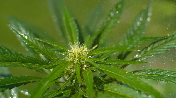 CLOSE UP: Budding marijuana växt vattnas av en oigenkännlig trädgårdsmästare. — Stockfoto