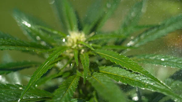 CLOSE UP: Tiny sparkling drops of water fly at the long leaves of a hemp plant. — Stock Photo, Image