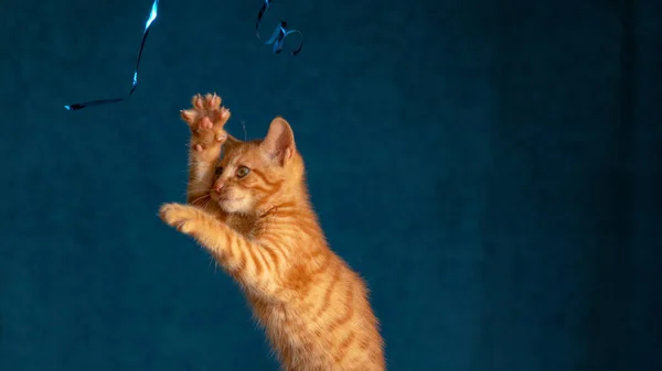 CERRAR: Curioso gatito naranja tabby juega con una cinta decorativa azul brillante. —  Fotos de Stock