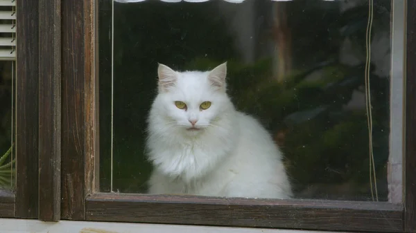 ZAMKNIJ SIĘ: Cute biały kotek patrzy przez okno i obserwuje okolicę. — Zdjęcie stockowe
